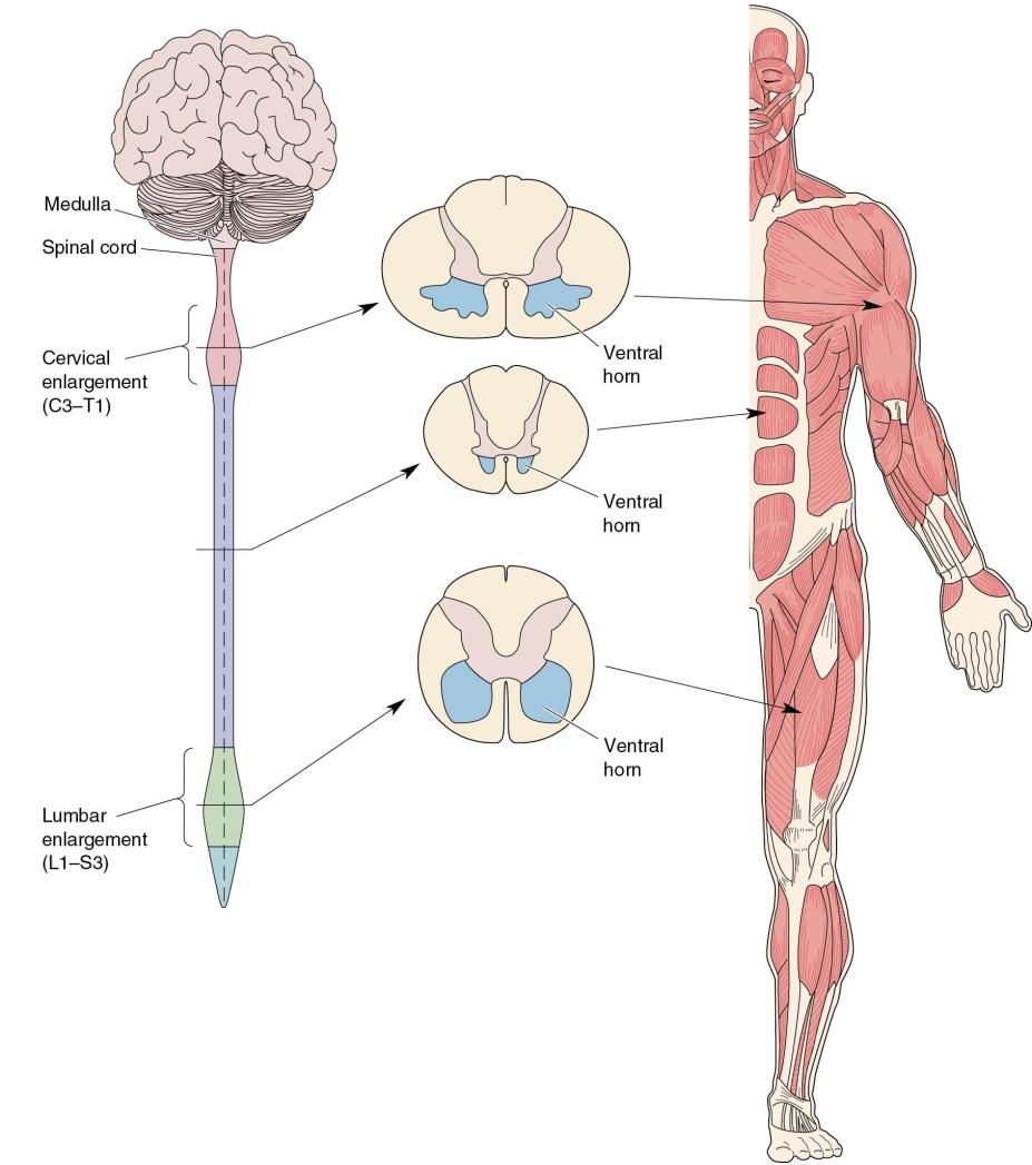 sense of movement (kinesthesia) Two receptor organs: Spindles: