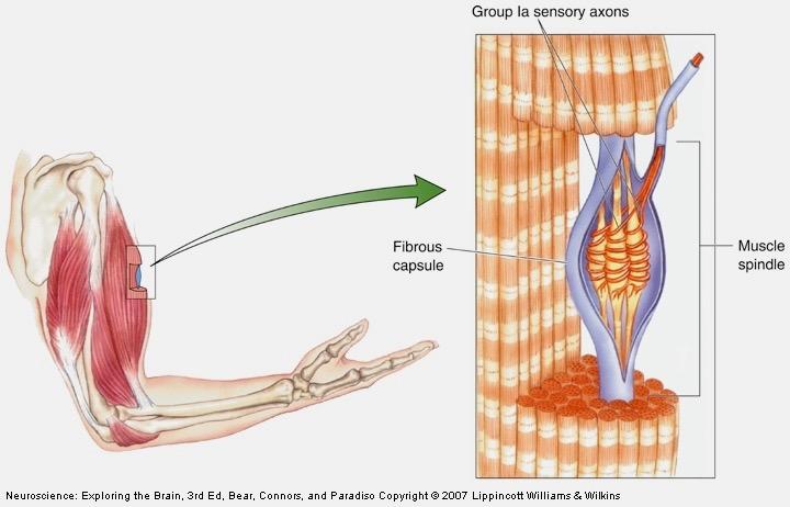 Muscle Spindle Muscle Spindle sensory organ in parallel with muscle fibers to provide info on muscle stretch (=