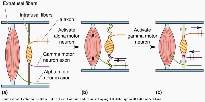 Golgi Tendon Organ sensory organ in series with muscle fibers to provide info