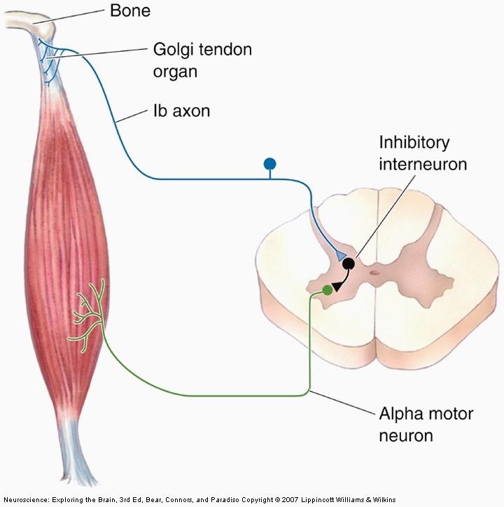 Located in tendons where muscle inserts on bone.
