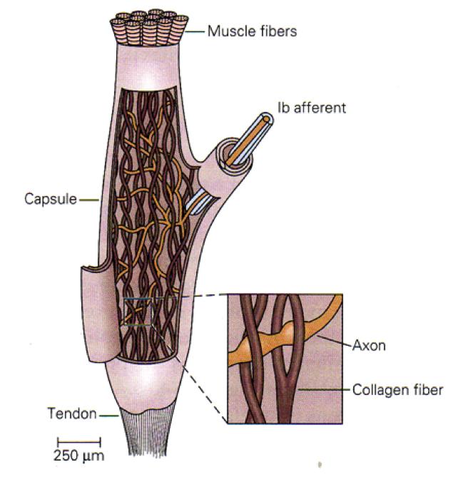 Golgi Organ 44 Afferent Nerves cell bodies in dorsal root ganglion, enter dorsal horn of spinal cord.