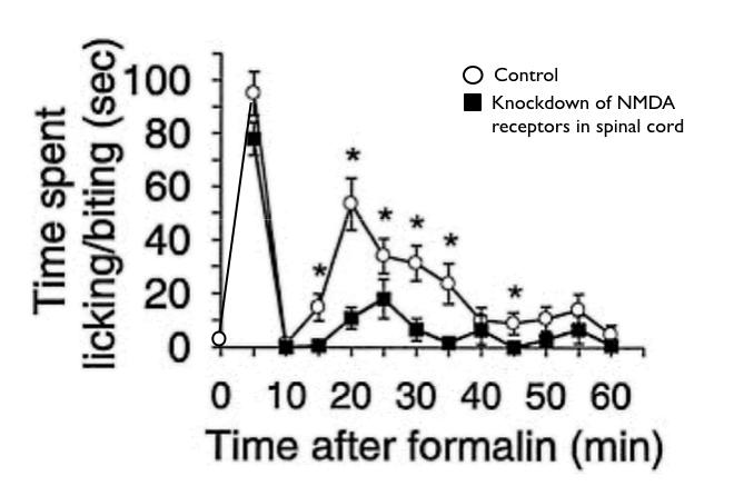 Tonic Phase of formalin paw-licking requires spinal NMDA glutamate receptors Ascending