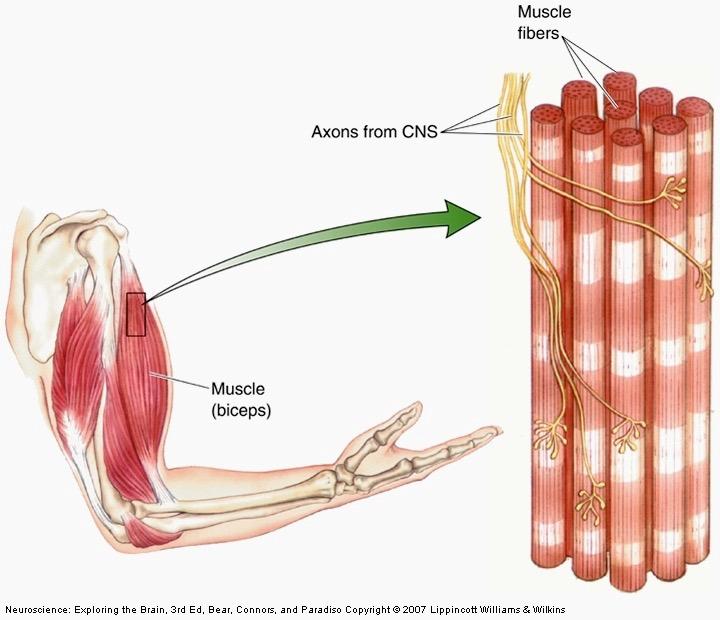 Muscle Afferents & Spinal Reflexes input -> processing -> output