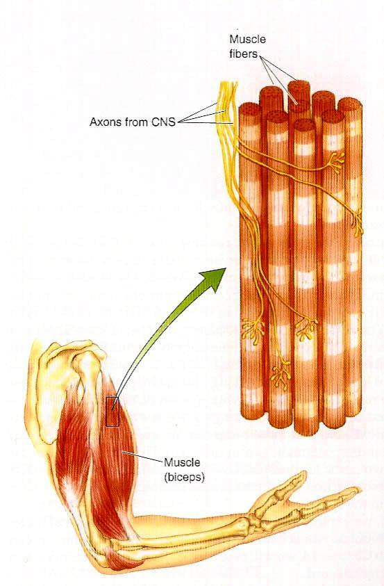 muscle fibres axons muscle Muscle Fibre Structure Skeletal muscles are made of muscle fibers. Each muscle fiber receives input from a single spinal motor neuron.