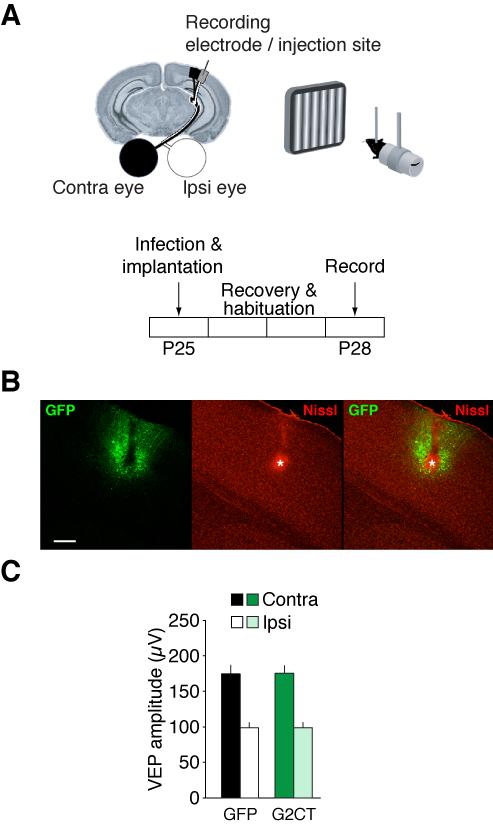 Chapter 3 Blockade of OD plasticity by G2CT 100 Figure 3.1 HSV-G2CT does not affect baseline visual responses A. Experimental design for viral infection and VEP recordings.