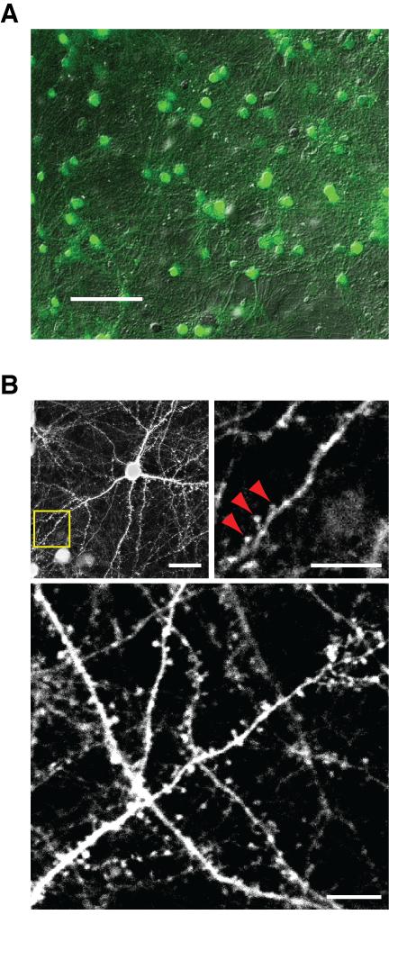 Chapter 2 Blockade of AMPAR endocytosis and LTD by G2CT 70 Figure 2.2 HSV-G2CT expression in cortical cultures A. HSV-G2CT readily infects cultured visual cortical neurons.