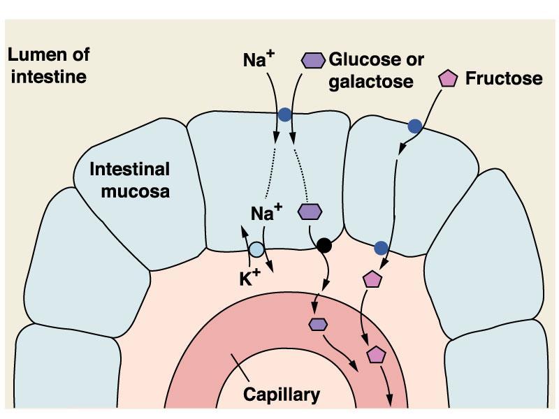 Absorption of CHO Enterocytes absorb glucose and galactose through an Nadependent