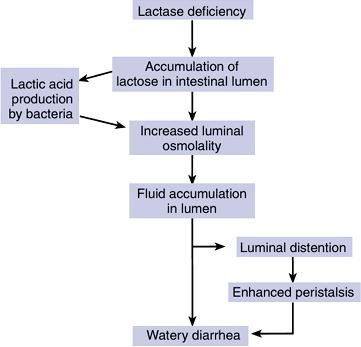 LACTOSE INTOLERANCE Failure to produce lactase Undigested