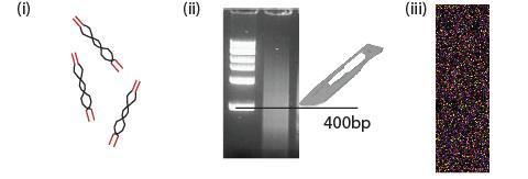 Summary of Illumina GA protocol 500bps Randomly shear DNA Size