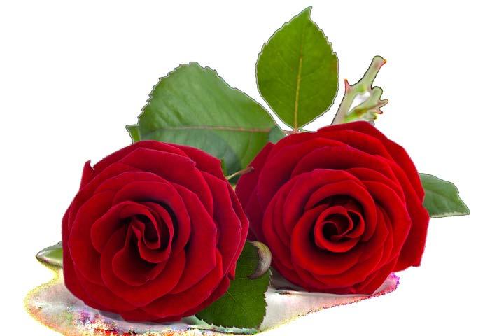 5 Did You Know? It would take 60,000 roses just to yield one ounce of rose essential oil.