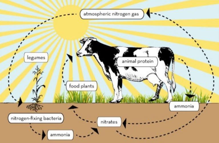 Nitrogen Cycle - #1 The nitrogen cycle is the cyclic movement of nitrogen in different chemical forms from the environment to organisms and then back to the environment.
