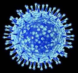 VIRUSES A virus is a protein coat surrounding genetic material that replicate