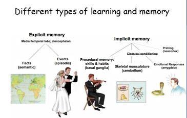 PSYC 2: Biological Foundations - Fall 2012 - Professor Claffey Notes: Cognition 2 Version: 11/18/12 - original version Memory Classifications A note on memory classifications Definitions developed