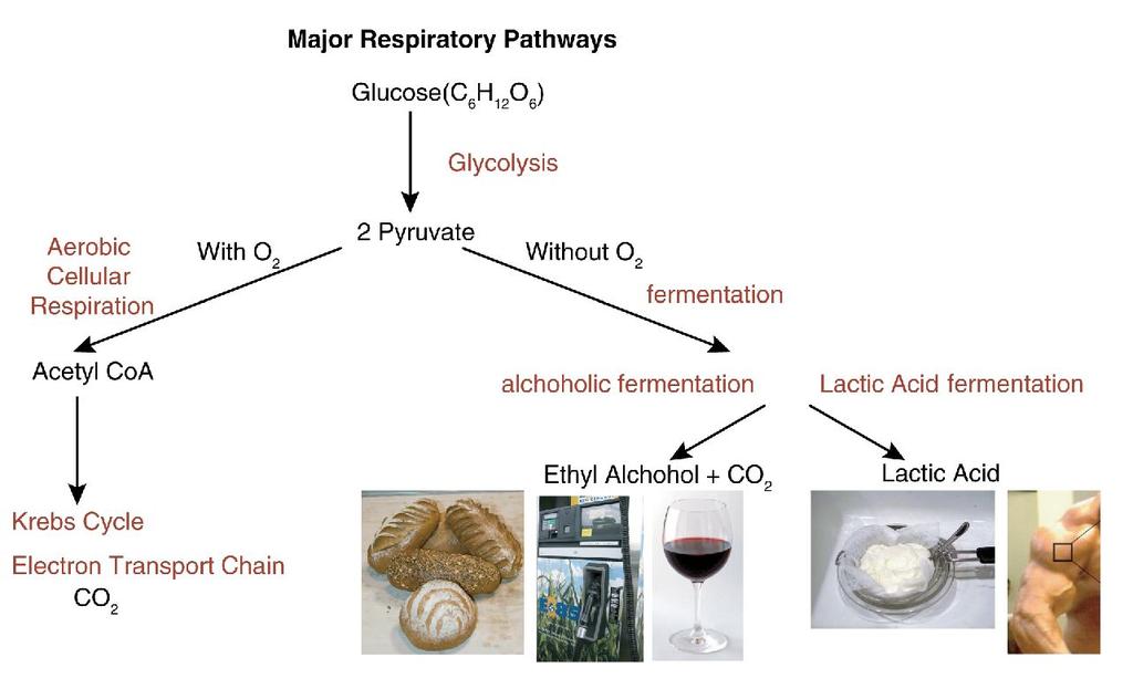 Glycolysis followed by Anaerobic Respiration: Fermentation Today, most living things use oxygen to make ATP from glucose. However, many living things can also make ATP without oxygen.