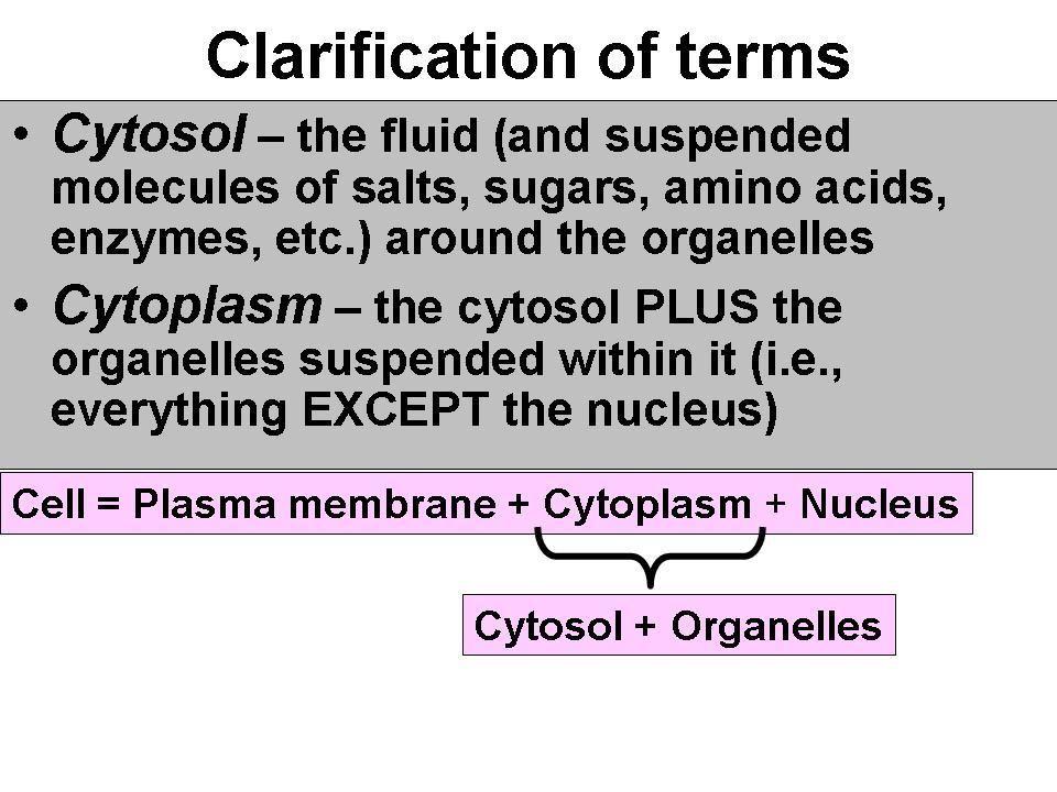 Cellular Respiration Stage I: Glycolysis The first stage of cellular respiration is glycolysis. It takes place in the cytosol of the cytoplasm (see Figure 4.21 ).
