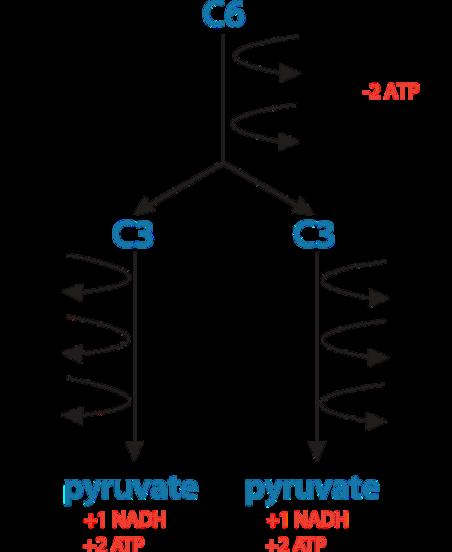Splitting Glucose The name for Stage 1 clearly indicates what happens during that stage: glyco - refers to glucose, and - lysis means splitting., thus the word glycolysis means glucose splitting.