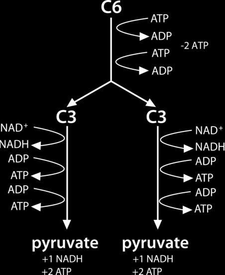 The energy released in breaking those bonds is transferred to carrier molecules, ATP and NADH. You can watch an animation of the steps of glycolysis at the following link. Figure 4.