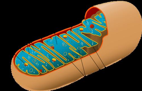 Structure of the Mitochondrion: Key to Aerobic Respiration Before you read about the last two stages of aerobic respiration, you need to know more about the mitochondrion, where these two stages take