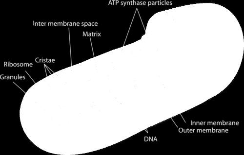 As you can see from Figure 4.25, a mitochondrion has two separate membranes, an inner and outer membrane.