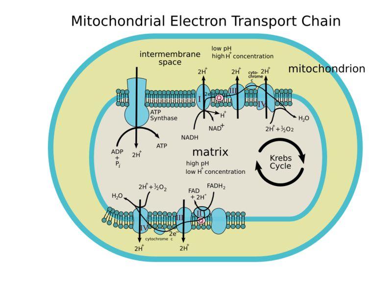 Figure 4.27 : Electron-transport chains on the inner membrane of the mitochondrion carry out the last stage of cellular respiration.