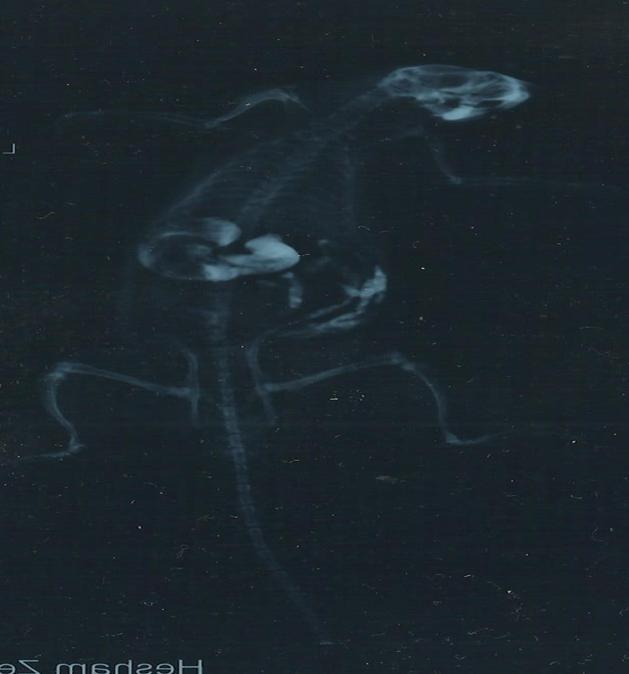 x-ray film of a rat after