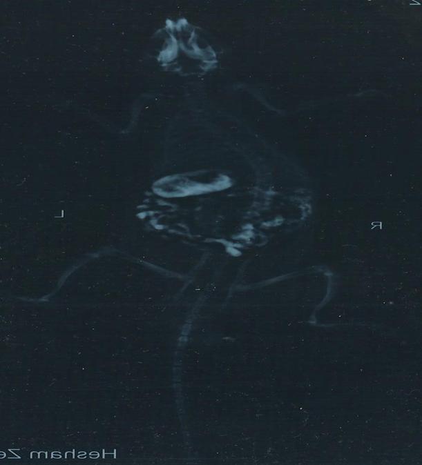x-ray film of a rat after