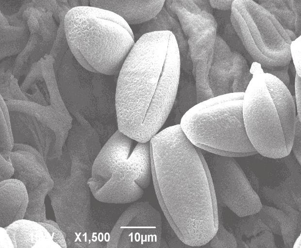 refrigerated at 4 o C. Pollen samples were coated with 0.02 μmgold alloys in a BAL-TEC SCD 005 sputtercoater and monitored at 15 kv with a JEOL JSM-6390LV SEM.