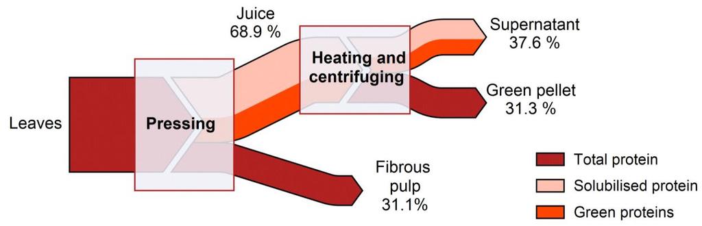 rubisco fraction Sugar beet leaves Pressing Fibers Juice Heating