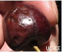 U.S. to Latin America Example: Sweet cherries Quarantine