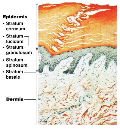 Skin Structure Epidermis outer layer Stratified squamous epithelium Often