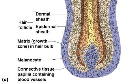 Appendages of the Skin Hair Produced by hair bulb Consists of hard
