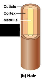 Hair Anatomy Central medulla