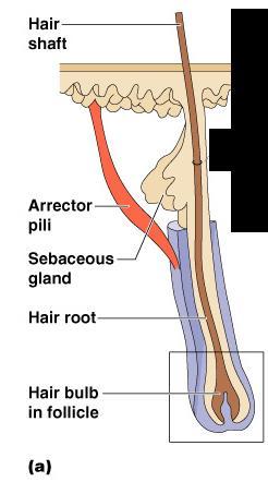 Associated Hair Structures Hair