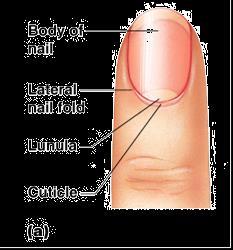 proximal nail fold that