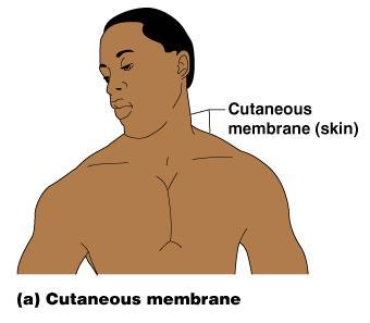 Cutaneous Membrane Cutaneous membrane = skin A dry membrane Outermost protective boundary Superficial