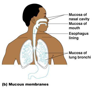 Mucous Membranes Surface epithelium Type depends on site Underlying loose connective tissue (lamina propria)
