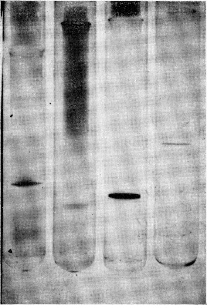 MAMMALIAN MELANOSOMAL PROTEINS 557 FIG. 3. Polyacrylamide gels of electrophoresed melanosomal proteins. Gels were run as described in methods, from left to right: 0.02 M NaDS, 8 M urea, 0.
