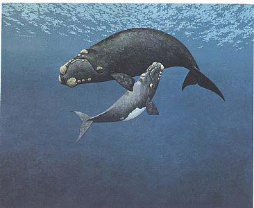 Mysticete families: Balaenidae: Right whales Enormously disproportionate head typically one-third of