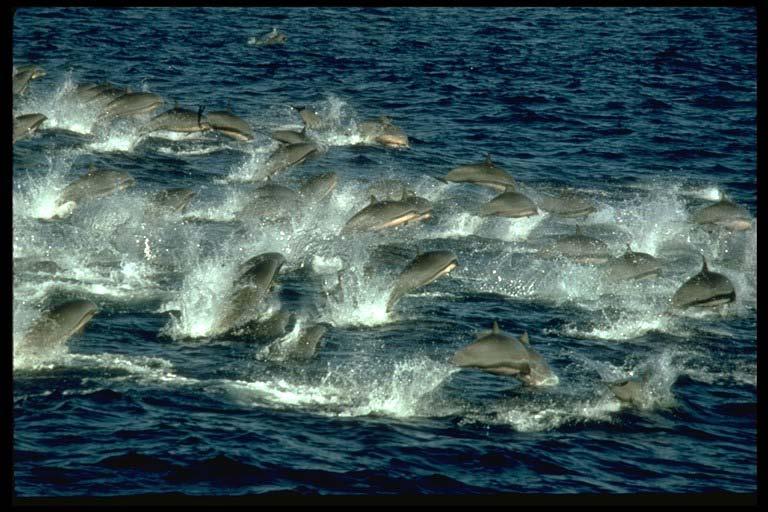 Odontocete families: Delphinidae: Dolphins