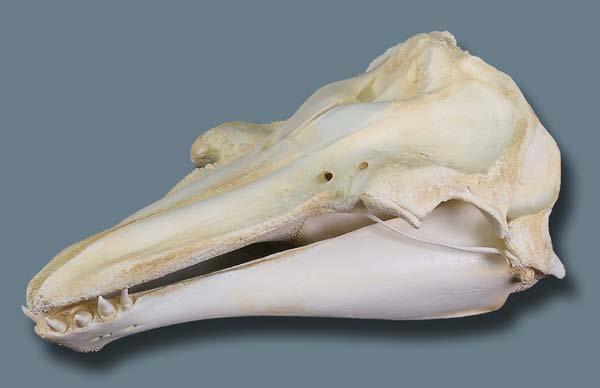 Odontocete families: Delphinidae: Dolphins Tooth number variable, with many teeth in most species; Bottlenose dolphin Teeth
