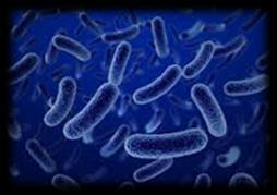 Maintaining the Microbiome Benefit of probiotics: Interfere with the growth or