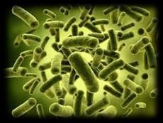 The Gut Microbiome 37.