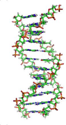 Nucleic Acids DNA (genetic storage) RNA (data