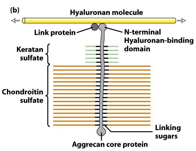 Proteoglycan (extracellular