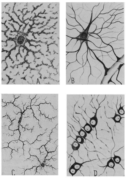 A: Gray matter protoplasmic neuroglia. B: White matter fibrous neuroglia.