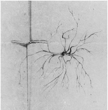 Deiters (1865) first identified non-neuronal cells in the CNS as