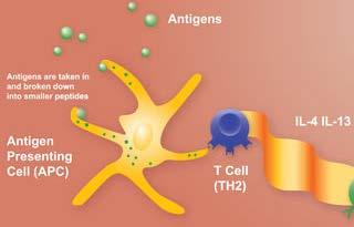 FACS-analysis of T cells % Proliferated T cells 100 80 60 40 20 0 alpha-linolenic acid