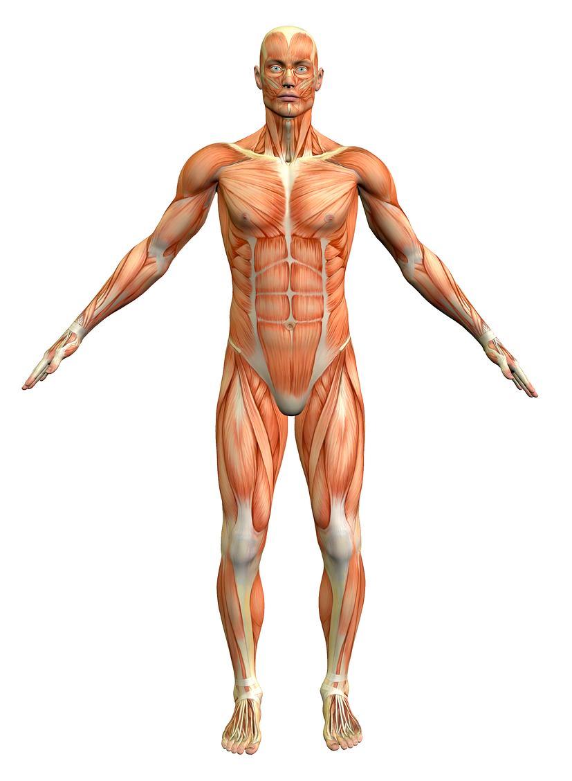 Label the Muscular System: Anterior - Posterior - Erector Spinae Trapezius Tibialis Anterior Biceps Latissimus Dorsi *Hamstrings *(name each one) Triceps Iliopsoas