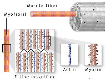 Endomysium Bundles of muscle fibres