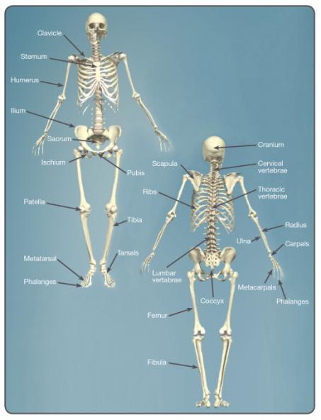 Label The Skeletal System Fibula Lumbar vertebrae Patella Sternum Ilium Femur Scapula Phalanges Sacrum Ischium Tarsals Cranium